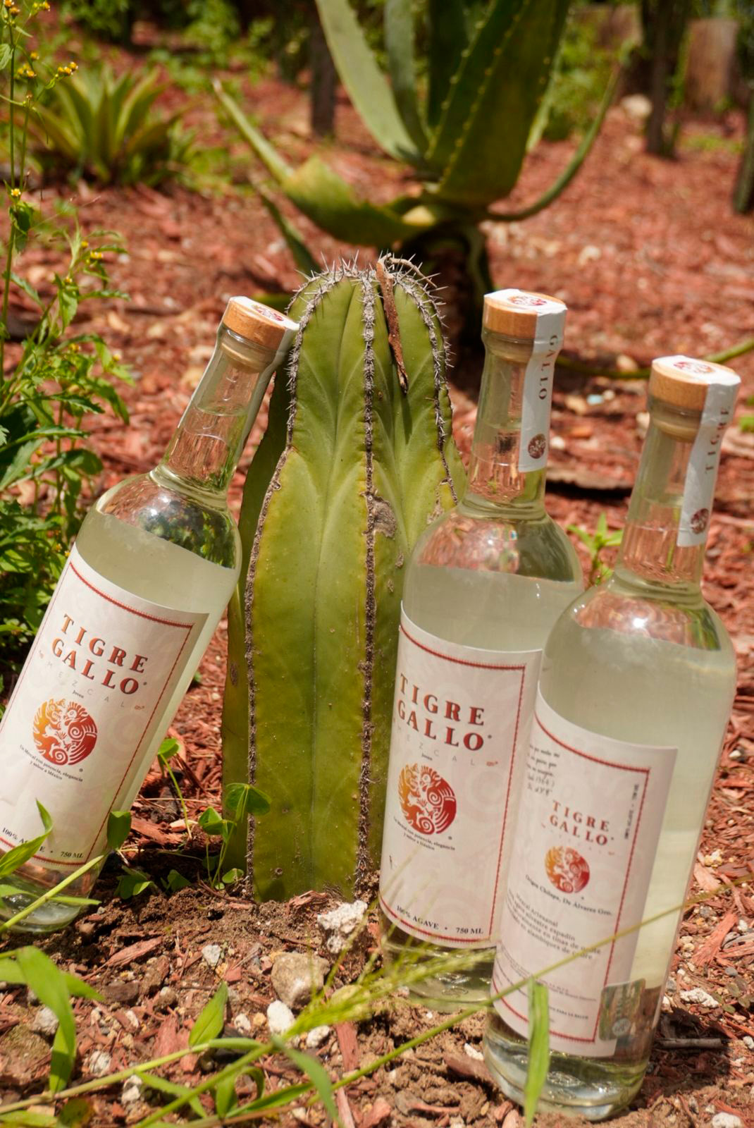 WhatsApp Image 2025-08-22 at 12.14.48 PM vert