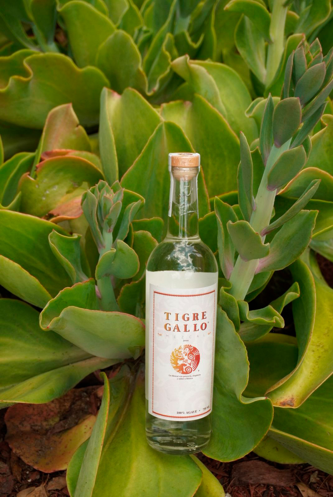 WhatsApp Image 2025-08-22 at 12.14.49 PM (2) vert