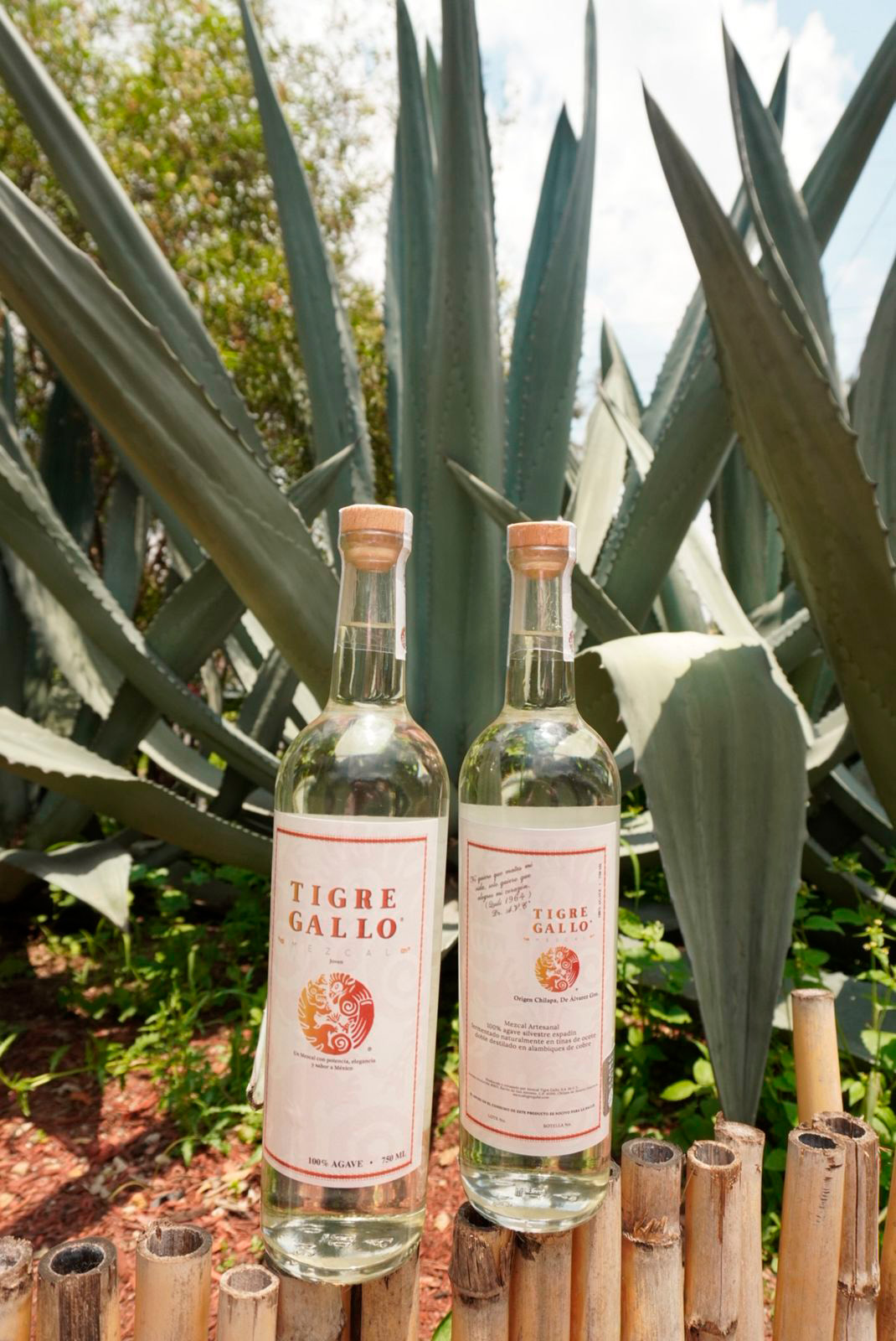 WhatsApp Image 2025-08-22 at 12.14.49 PM (3) vert