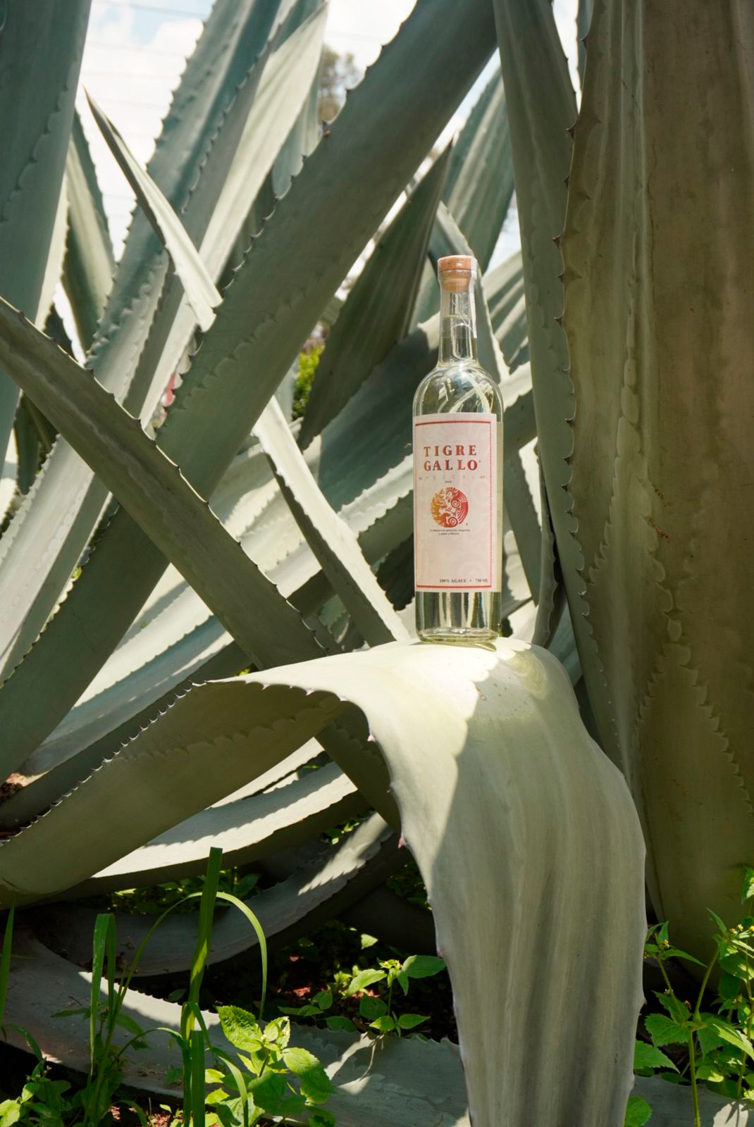 WhatsApp Image 2025-08-22 at 12.14.50 PM (1) vert