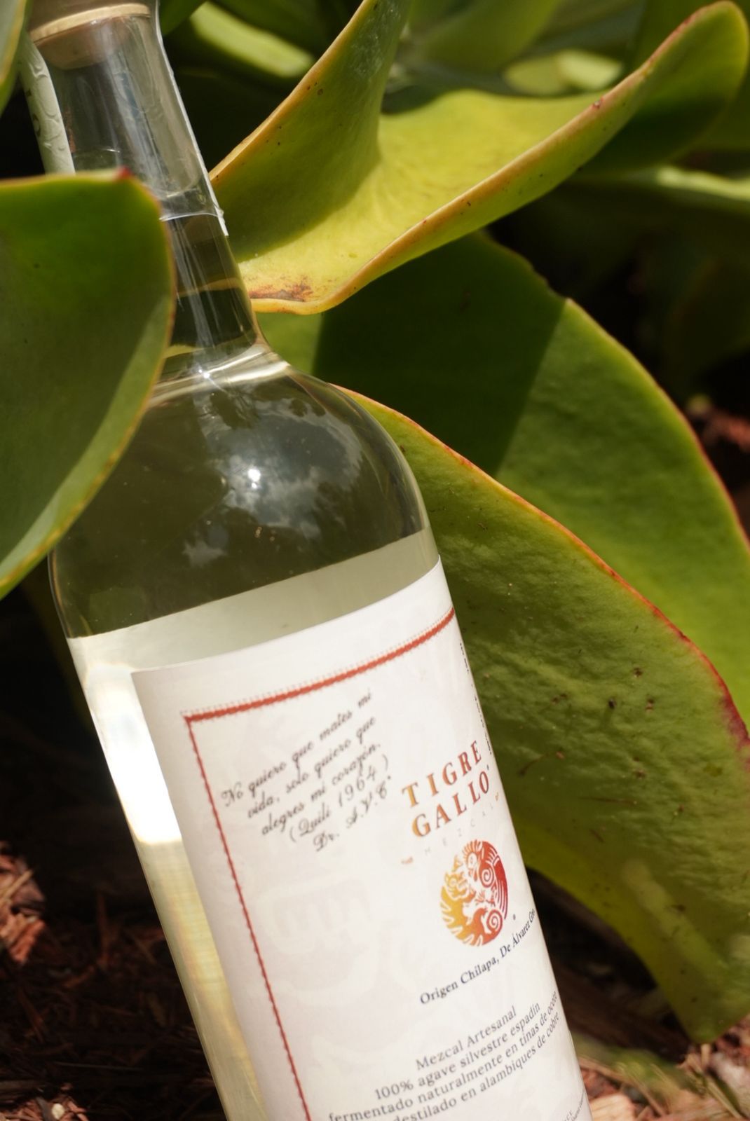 WhatsApp Image 2025-08-22 at 12.14.50 PM (4)